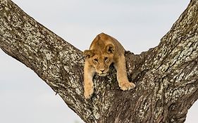 Melia Serengeti Lodge Member Of Melia Collection